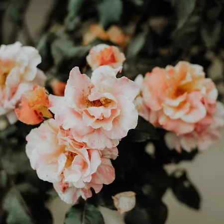 Studio De Plain-pied Avec Jardin